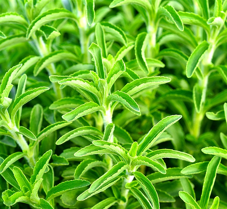 甜菊糖总苷 